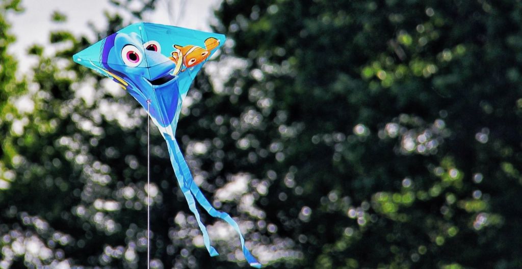 Fly a kite